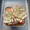 Echeveria 'Pumpkin' 2"-3" Succulent Plant Cutting