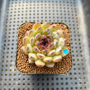 Echeveria 'Gemstone' 2" Succulent Plant Cutting