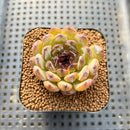 Echeveria 'Gemstone' 2" Succulent Plant Cutting