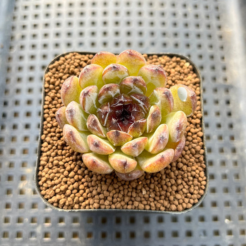 Echeveria 'Gemstone' 2" Succulent Plant Cutting