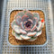 Echeveria 'Black Raccoon' 2" Succulent Plant Cutting