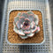 Echeveria 'Black Raccoon' 2" Succulent Plant Cutting