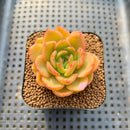 Echeveria 'Cartier' 2" Succulent Plant Cutting