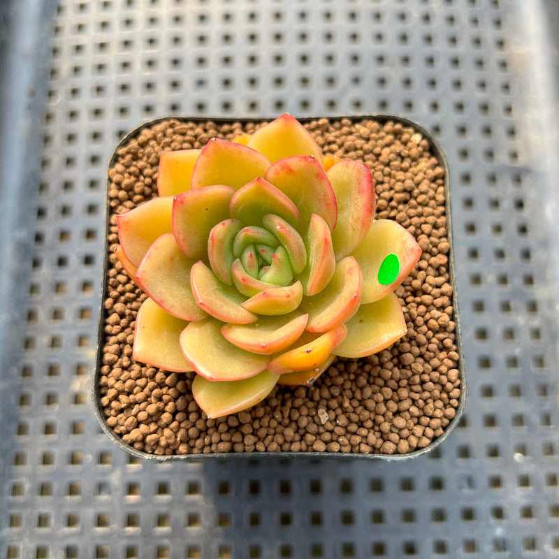 Echeveria 'Cartier' 2" Succulent Plant Cutting