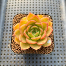 Echeveria 'Cartier' 2" Succulent Plant Cutting