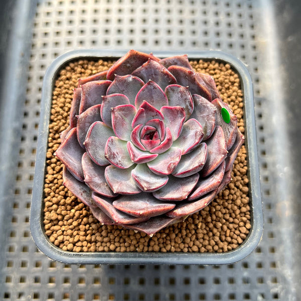 Echeveria 'Yasmin' 2" Succulent Plant Cutting