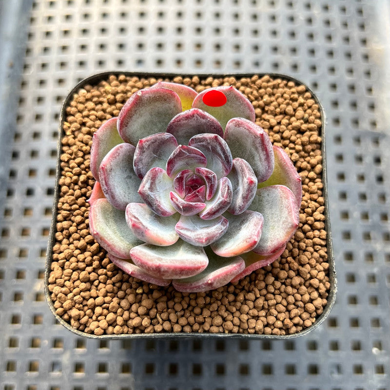 Echeveria 'Dahlia' 2" New Hybrid Succulent Plant Cutting