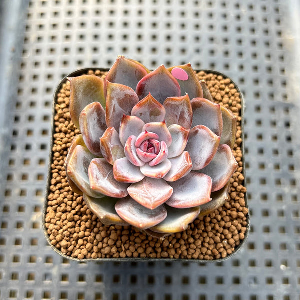 Echeveria 'Raley' 2" New Hybrid Succulent Plant Cutting