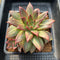 Echeveria 'Leopard' Silver Variegated 4"-5" Succulent Plant Cutting