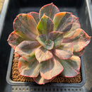 Echeveria 'Blue Metal' Variegated 3"-4" Succulent Plant Cutting