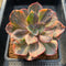 Echeveria 'Blue Metal' Variegated 3"-4" Succulent Plant Cutting