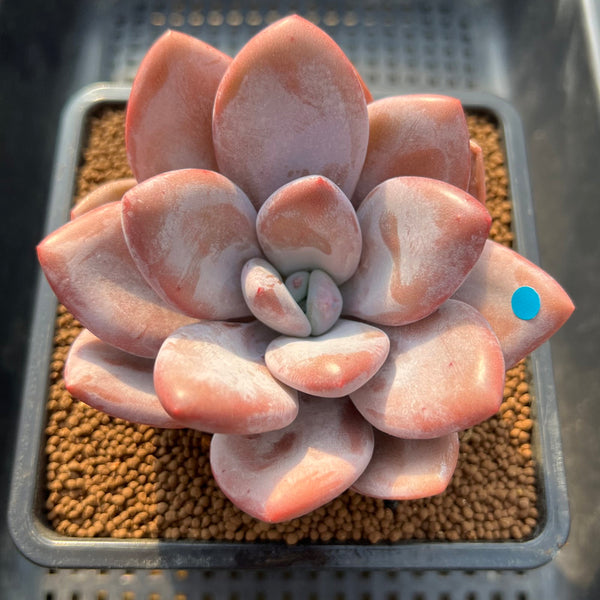 Pachyphytum 'Pink Frevel' 2"-3" Succulent Plant Cutting