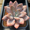 Pachyphytum 'Pink Frevel' 2"-3" Succulent Plant Cutting