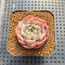 Echeveria 'Icy Green' x 'Orange Monroe' 2" Succulent Plant Cutting