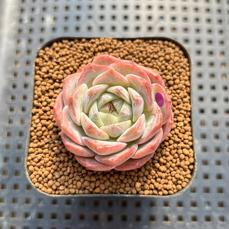 Echeveria 'Icy Green' x 'Orange Monroe' 2" Succulent Plant Cutting