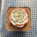 Echeveria 'Icy Green' x 'Orange Monroe' 2" Succulent Plant Cutting