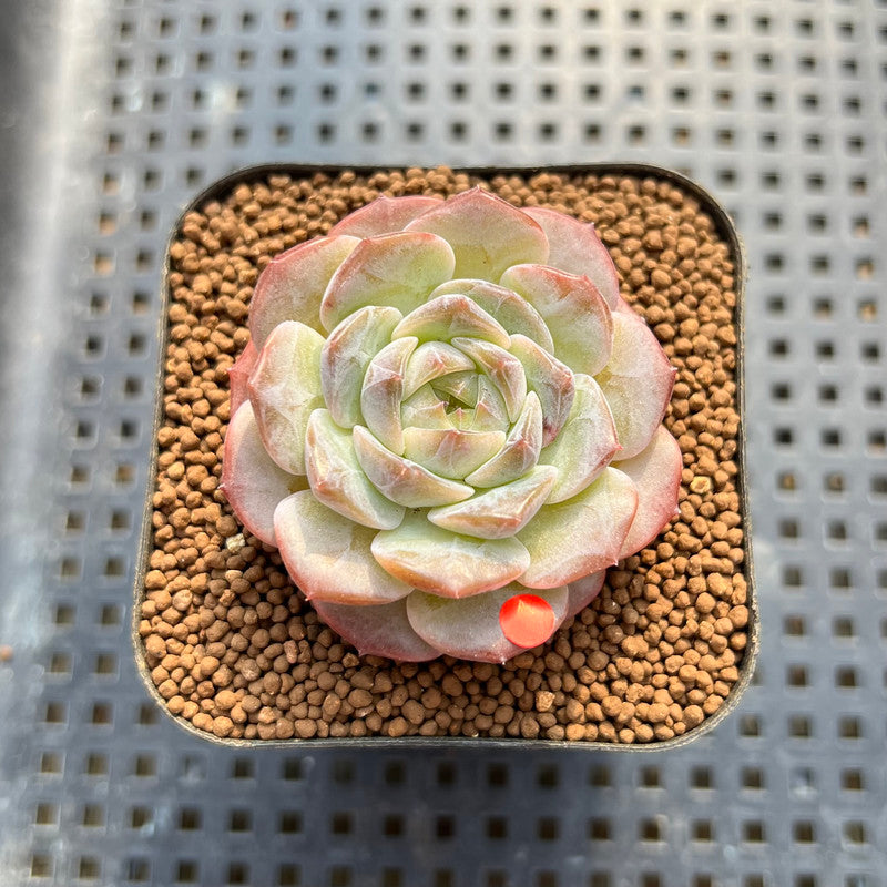 Echeveria 'Icy Green' x 'Orange Monroe' 2" Succulent Plant Cutting