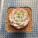 Echeveria 'Icy Green' x 'Orange Monroe' 2" Succulent Plant Cutting