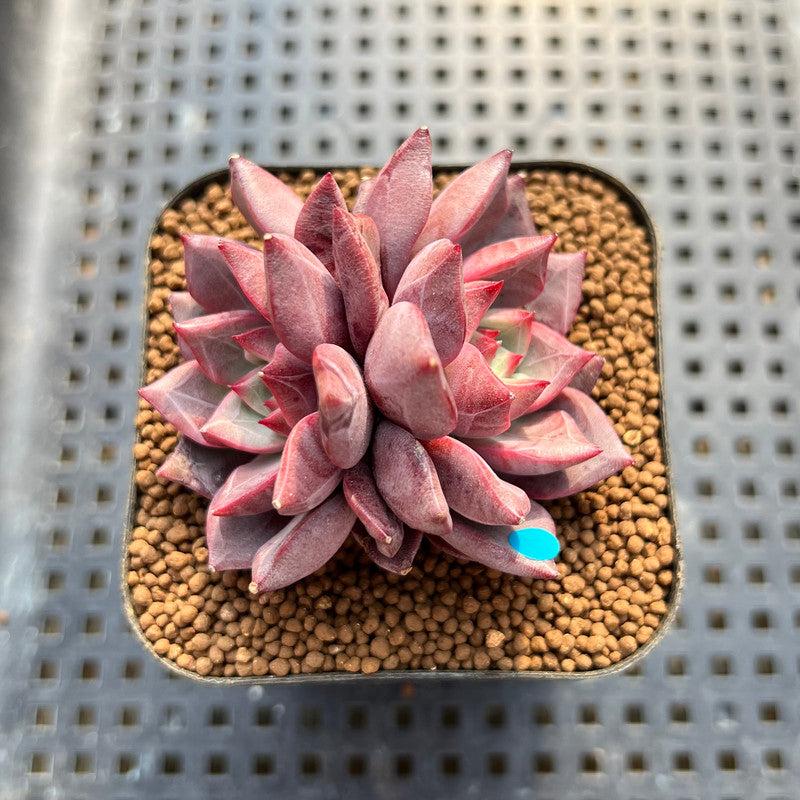 Echeveria 'Raphael' 2" Succulent Plant Cutting