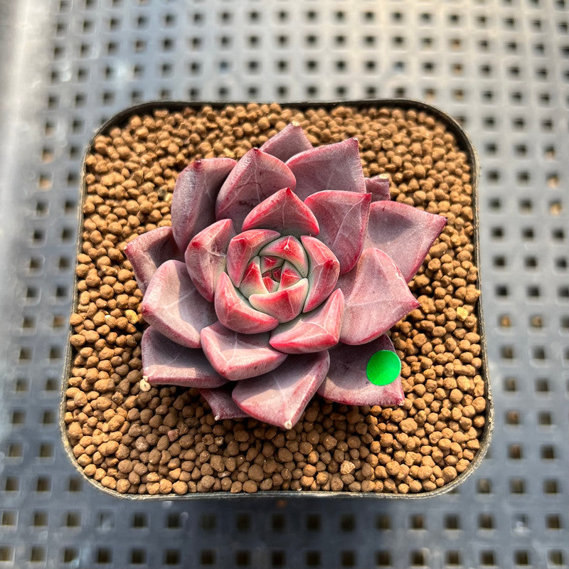 Echeveria 'Raphael' 2" Succulent Plant Cutting