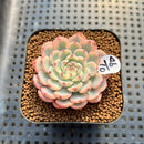 Echeveria 'Minima' Variegated 2" Succulent Plant Cutting