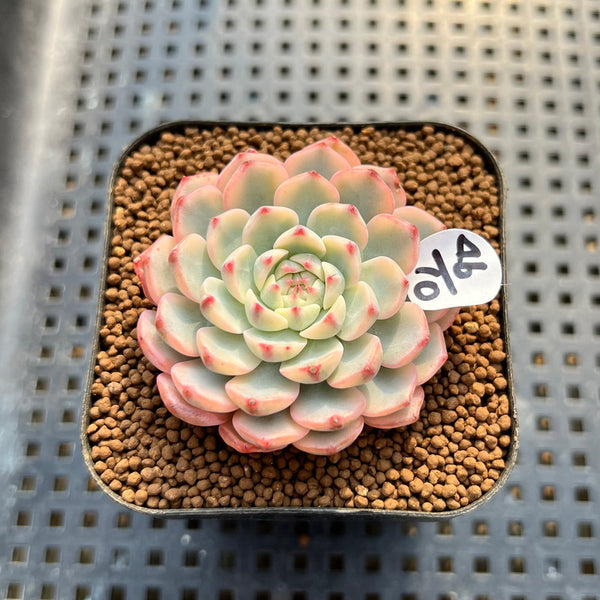 Echeveria 'Minima' Variegated 2" Succulent Plant Cutting