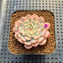 Echeveria 'Minima' Variegated 2" Succulent Plant Cutting