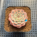 Echeveria 'Minima' Variegated 2" Succulent Plant Cutting