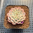 Echeveria 'Minima' Variegated 2" Succulent Plant Cutting