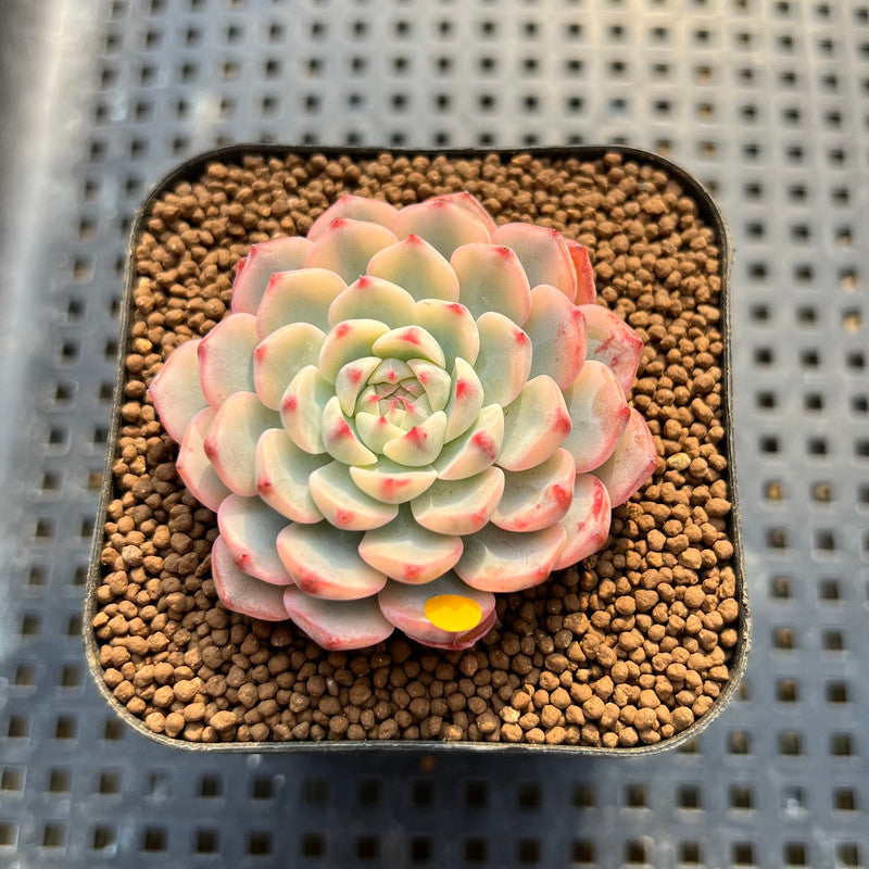 Echeveria 'Minima' Variegated 2" Succulent Plant Cutting