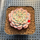 Echeveria 'Minima' Variegated 2" Succulent Plant Cutting