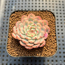 Echeveria 'Minima' Variegated 2" Succulent Plant Cutting