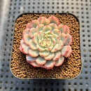 Echeveria 'Minima' Variegated 2" Succulent Plant Cutting