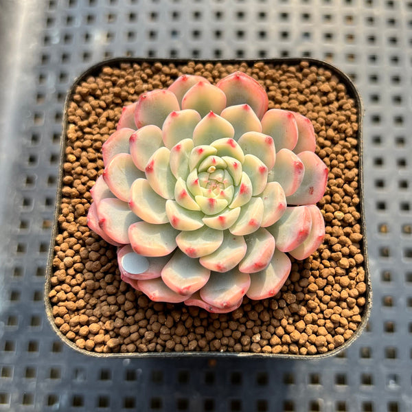 Echeveria 'Minima' Variegated 2" Succulent Plant Cutting