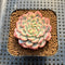 Echeveria 'Minima' Variegated 2" Succulent Plant Cutting