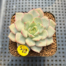 Echeveria 'Moca' Variegated 2" Succulent Plant Cutting