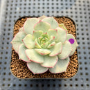 Echeveria 'Moca' Variegated 2" Succulent Plant Cutting