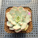 Echeveria 'Moca' Variegated 2" Succulent Plant Cutting