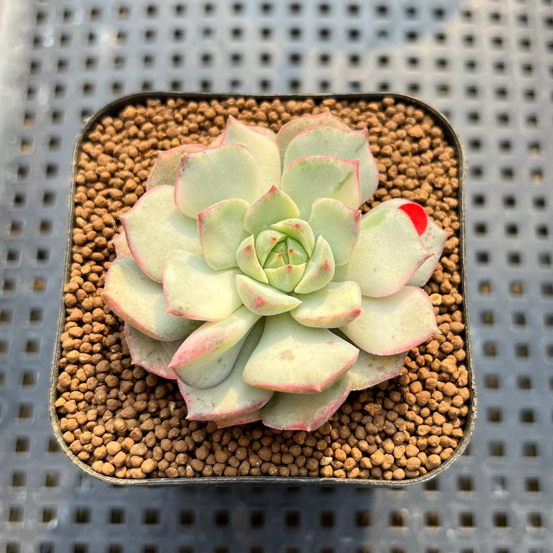 Echeveria 'Moca' Variegated 2" Succulent Plant Cutting