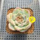 Echeveria 'The One' 2" Jelly Type Succulent Plant Cutting