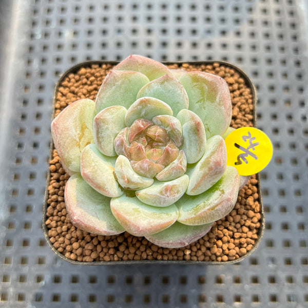 Echeveria 'The One' 2" Jelly Type Succulent Plant Cutting