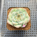 Echeveria 'The One' 2" Jelly Type Succulent Plant Cutting