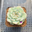 Echeveria 'The One' 2" Jelly Type Succulent Plant Cutting