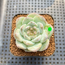 Echeveria 'The One' 2" Jelly Type Succulent Plant Cutting