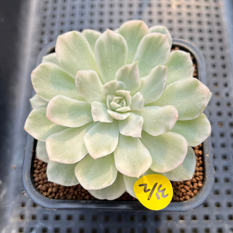 Echeveria 'Mexican Snowball' Variegated 3" Succulent Plant Cutting