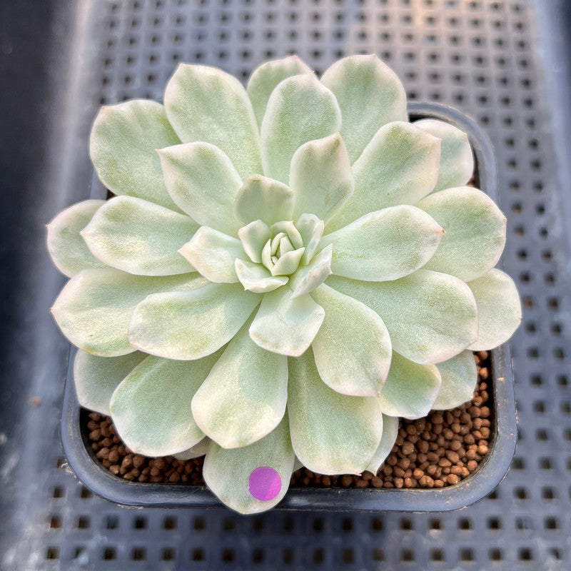 Echeveria 'Mexican Snowball' Variegated 3" Succulent Plant Cutting