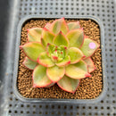 Echeveria 'Leopard' Variegated 3" Succulent Plant Cutting