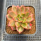 Echeveria 'Leopard' Variegated 3" Succulent Plant Cutting