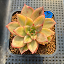 Echeveria 'Leopard' Variegated 3" Succulent Plant Cutting