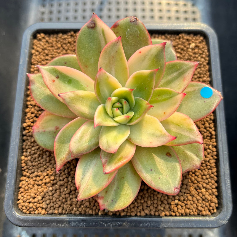 Echeveria 'Leopard' Variegated 3"-4" Succulent Plant Cutting